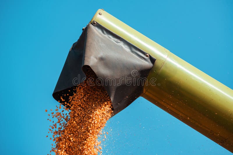 Συνδυάστε unloader που χύνει τους συγκομισμένους πυρήνες καλαμποκιού στοκ εικόνες με δικαίωμα ελεύθερης χρήσης Συνδυάστε unloader που χύνει τους συγκομισμένους πυρήνες καλαμποκιού στοκ εικόνες με δικαίωμα ελεύθερης χρήσης