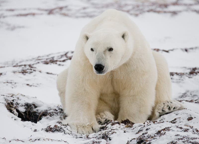 Συνεδρίαση πολικών αρκουδών στο χιόνι tundra Καναδάς Εθνικό πάρκο Churchill στοκ φωτογραφία με δικαίωμα ελεύθερης χρήσης Συνεδρίαση πολικών αρκουδών στο χιόνι tundra Καναδάς Εθνικό πάρκο Churchill στοκ φωτογραφία με δικαίωμα ελεύθερης χρήσης