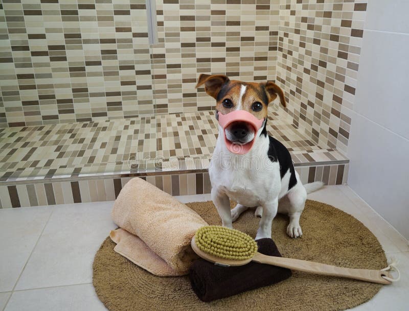 Συνεδρίαση σκυλιών τεριέ του Jack Russell στην κουβέρτα στο λουτρό στοκ φωτογραφία με δικαίωμα ελεύθερης χρήσης Συνεδρίαση σκυλιών τεριέ του Jack Russell στην κουβέρτα στο λουτρό στοκ φωτογραφία με δικαίωμα ελεύθερης χρήσης
