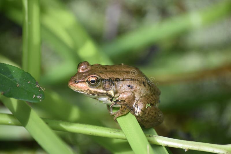 Large bayou frog sitting on green plants in Southern Louisiana. Large bayou frog sitting on green plants in Southern Louisiana.