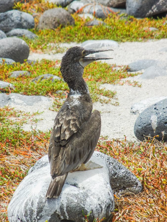 Συνεδρίαση πουλιών φρεγάτων σε μια πέτρα galapagos στο νησί στοκ φωτογραφία με δικαίωμα ελεύθερης χρήσης Συνεδρίαση πουλιών φρεγάτων σε μια πέτρα galapagos στο νησί στοκ φωτογραφία με δικαίωμα ελεύθερης χρήσης