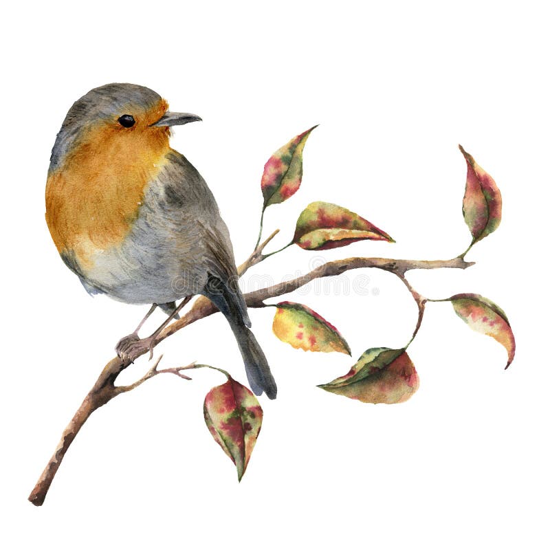 Συνεδρίαση του Robin Watercolor στον κλάδο δέντρων με τα κόκκινα και κίτρινα φύλλα Απεικόνιση φθινοπώρου με τα φύλλα πουλιών και