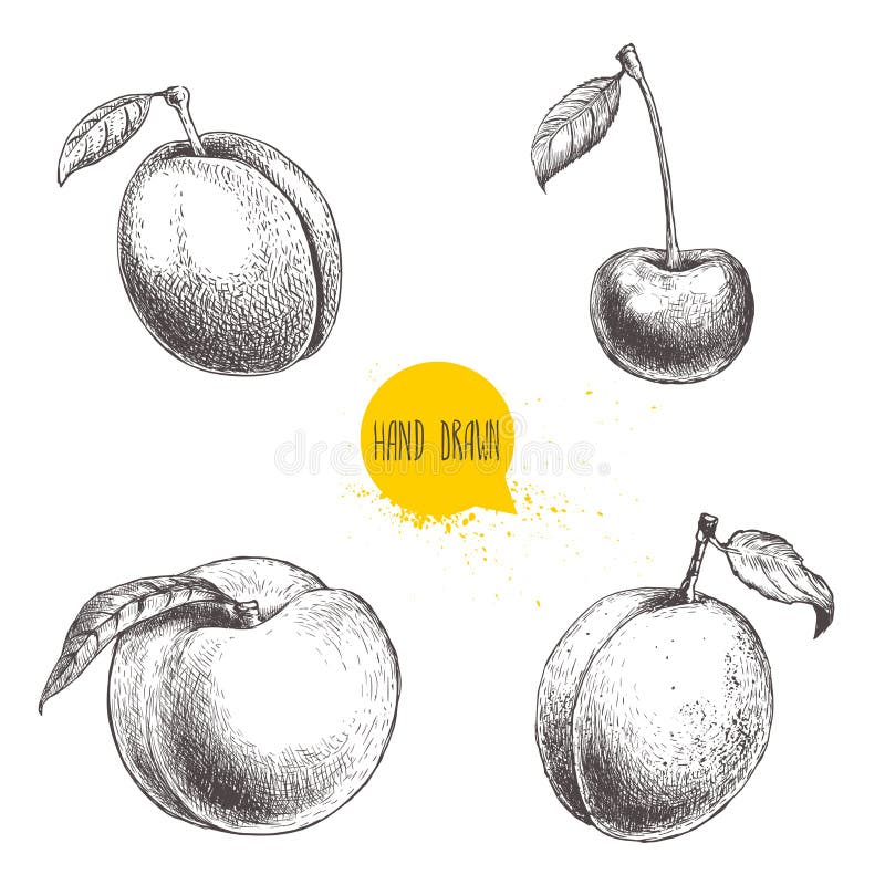Hand drawn sketch style summer fruits set. Plum, apricot, cherry and peach. Healthy organic food. Farm market products. Best for package design. Vector illustration. Hand drawn sketch style summer fruits set. Plum, apricot, cherry and peach. Healthy organic food. Farm market products. Best for package design. Vector illustration