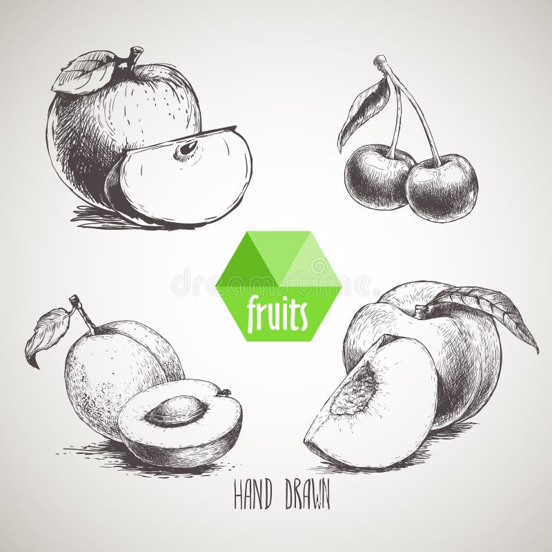 Hand drawn sketch style fruits set. Apple with quarter, apricot with half of apricot, double cherries and peach with quarter of peach. Organic food, farm fresh fruit. Vintage style illustration. Hand drawn sketch style fruits set. Apple with quarter, apricot with half of apricot, double cherries and peach with quarter of peach. Organic food, farm fresh fruit. Vintage style illustration