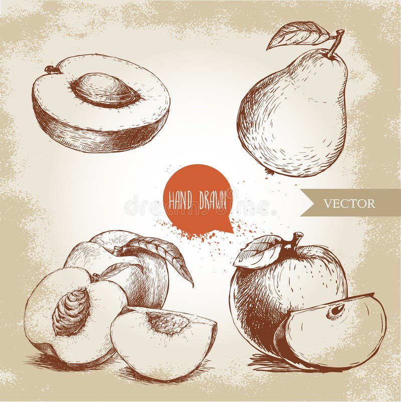 Hand drawn sketch style fruits set. Apricot half, peaches , whole pear, apples. Eco food vector illustration collection on old background. Hand drawn sketch style fruits set. Apricot half, peaches , whole pear, apples. Eco food vector illustration collection on old background.