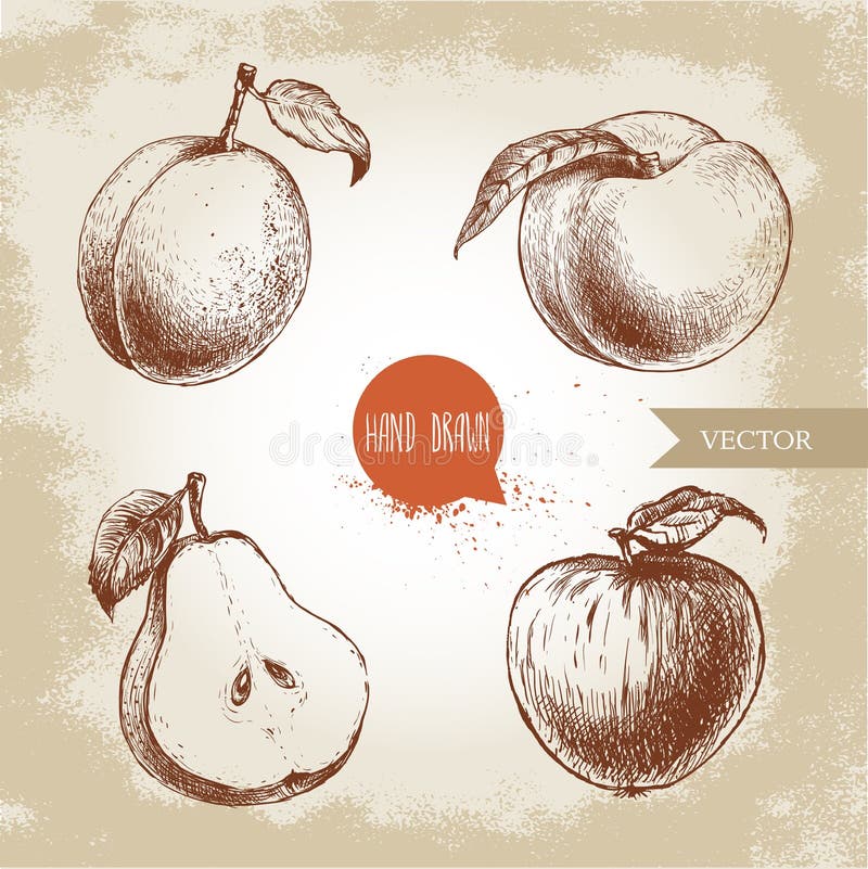 Hand drawn sketch style fruits set. Apricot, peach with leaf, half of pear and apple. Eco food vector illustration collection on old background. Hand drawn sketch style fruits set. Apricot, peach with leaf, half of pear and apple. Eco food vector illustration collection on old background.