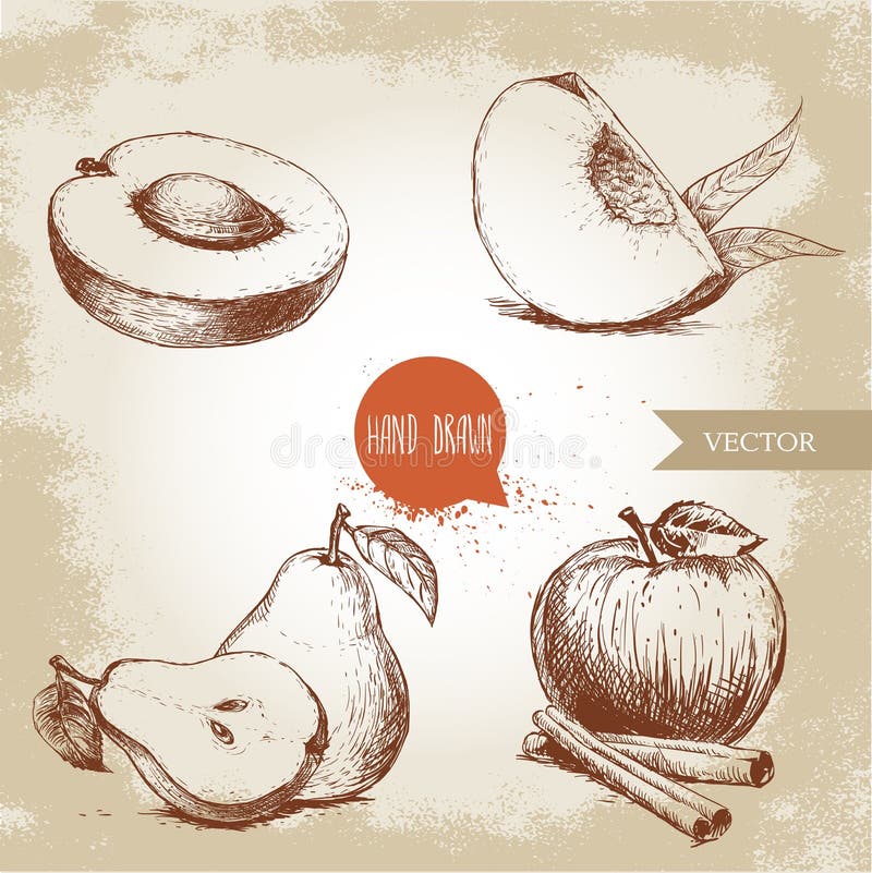 Hand drawn sketch style fruits set. Apricot, peach quarter with leafs, whole pear and half, apple with cinnamon. Eco food vector illustration collection on old background. Hand drawn sketch style fruits set. Apricot, peach quarter with leafs, whole pear and half, apple with cinnamon. Eco food vector illustration collection on old background.