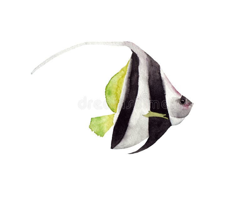 Συρμένη χέρι απεικόνιση watercolor των γραπτών φωτεινών τροπικών ψαριών που απομονώνεται ελεύθερη απεικόνιση δικαιώματος Συρμένη χέρι απεικόνιση watercolor των γραπτών φωτεινών τροπικών ψαριών που απομονώνεται ελεύθερη απεικόνιση δικαιώματος