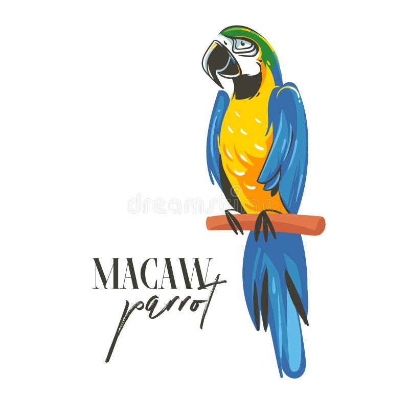 Hand drawn vector abstract cartoon summer time graphic decoration illustrations art with exotic tropical rainforest Parrot Macaw bird isolated on white background. Hand drawn vector abstract cartoon summer time graphic decoration illustrations art with exotic tropical rainforest Parrot Macaw bird isolated on white background.