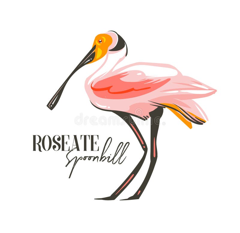 Hand drawn vector abstract cartoon summer time graphic decoration illustrations art with exotic tropical rainforest Roseate Spoonbill bird isolated on white background. Hand drawn vector abstract cartoon summer time graphic decoration illustrations art with exotic tropical rainforest Roseate Spoonbill bird isolated on white background.