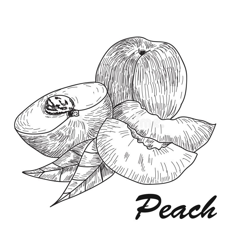 Hand drawn sketch style peach fruit. Ripe whole peach and peach quarter. fresh farm fruits vector illustration. Hand drawn sketch style peach fruit. Ripe whole peach and peach quarter. fresh farm fruits vector illustration.