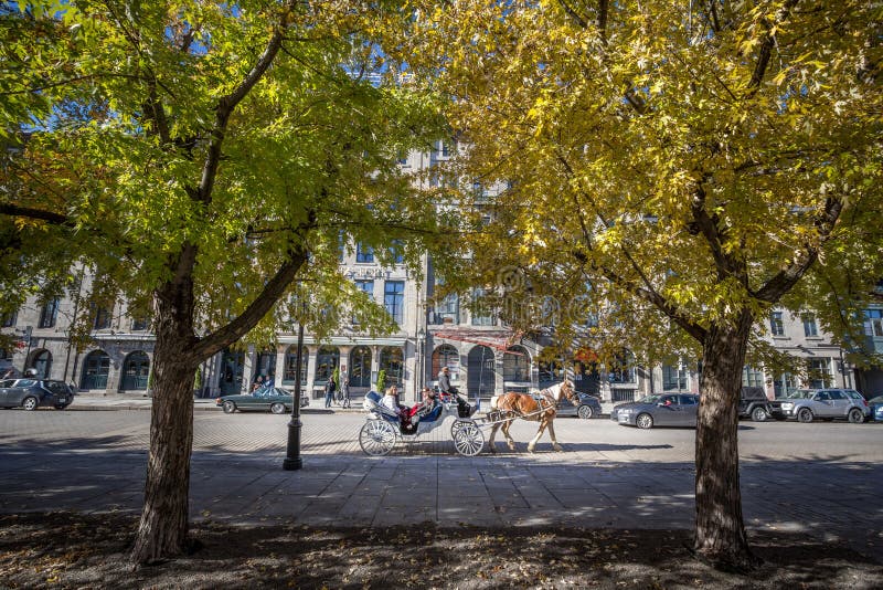 Συρμένοι άλογο με λάθη φέρνοντας τουρίστες κάρρων που περνούν από την οδό rue de la Commune στην παλαιά προκυμαία του Μόντρεαλ, ή στοκ φωτογραφίες με δικαίωμα ελεύθερης χρήσης Συρμένοι άλογο με λάθη φέρνοντας τουρίστες κάρρων που περνούν από την οδό rue de la Commune στην παλαιά προκυμαία του Μόντρεαλ, ή στοκ φωτογραφίες με δικαίωμα ελεύθερης χρήσης