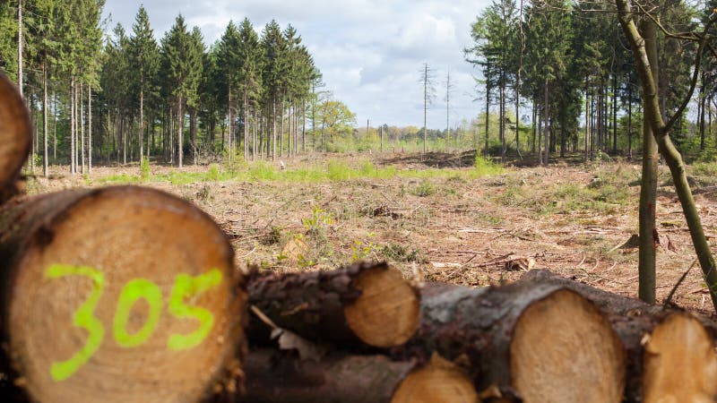 Συσσωρευμένη ξυλεία σε μια ολλανδική πιό forrest, εκλεκτική εστίαση στοκ φωτογραφία με δικαίωμα ελεύθερης χρήσης