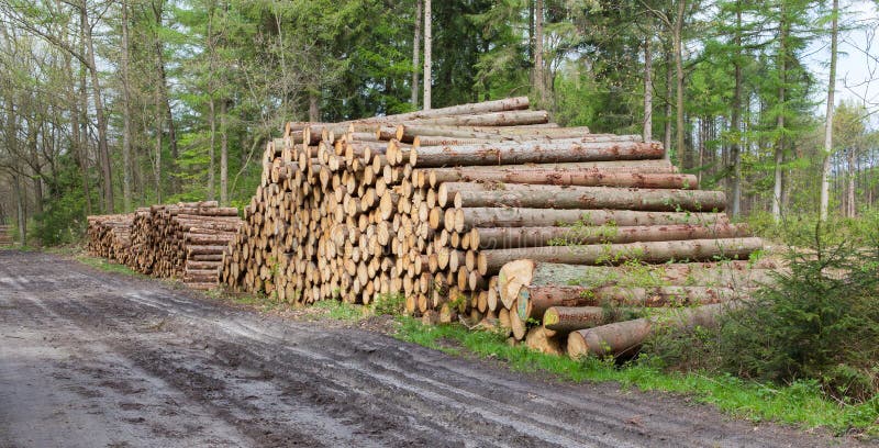 Συσσωρευμένη ξυλεία στα ολλανδικά πιό forrest στοκ εικόνες με δικαίωμα ελεύθερης χρήσης