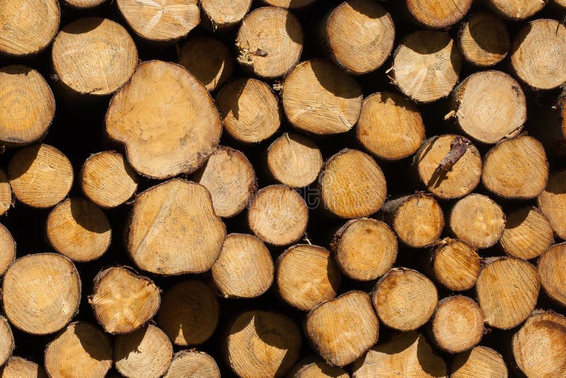 Συσσωρευμένη ξυλεία στα ολλανδικά πιό forrest στοκ εικόνα με δικαίωμα ελεύθερης χρήσης