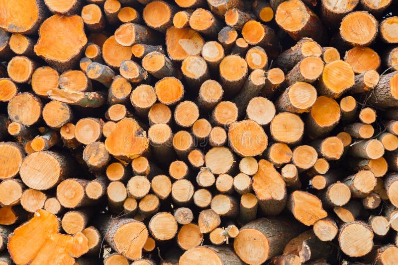 Συσσωρευμένη ξυλεία στα ολλανδικά πιό forrest στοκ φωτογραφία με δικαίωμα ελεύθερης χρήσης