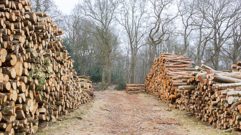Συσσωρευμένη ξυλεία στα ολλανδικά πιό forrest στοκ εικόνες