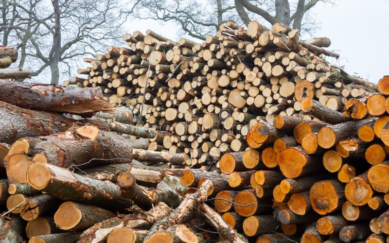 Συσσωρευμένη ξυλεία στα ολλανδικά πιό forrest στοκ φωτογραφία με δικαίωμα ελεύθερης χρήσης