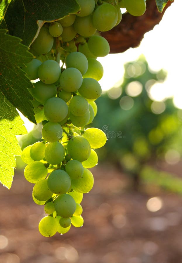 Cluster of grape hanging of the vine-stock 1. Cluster of grape hanging of the vine-stock 1