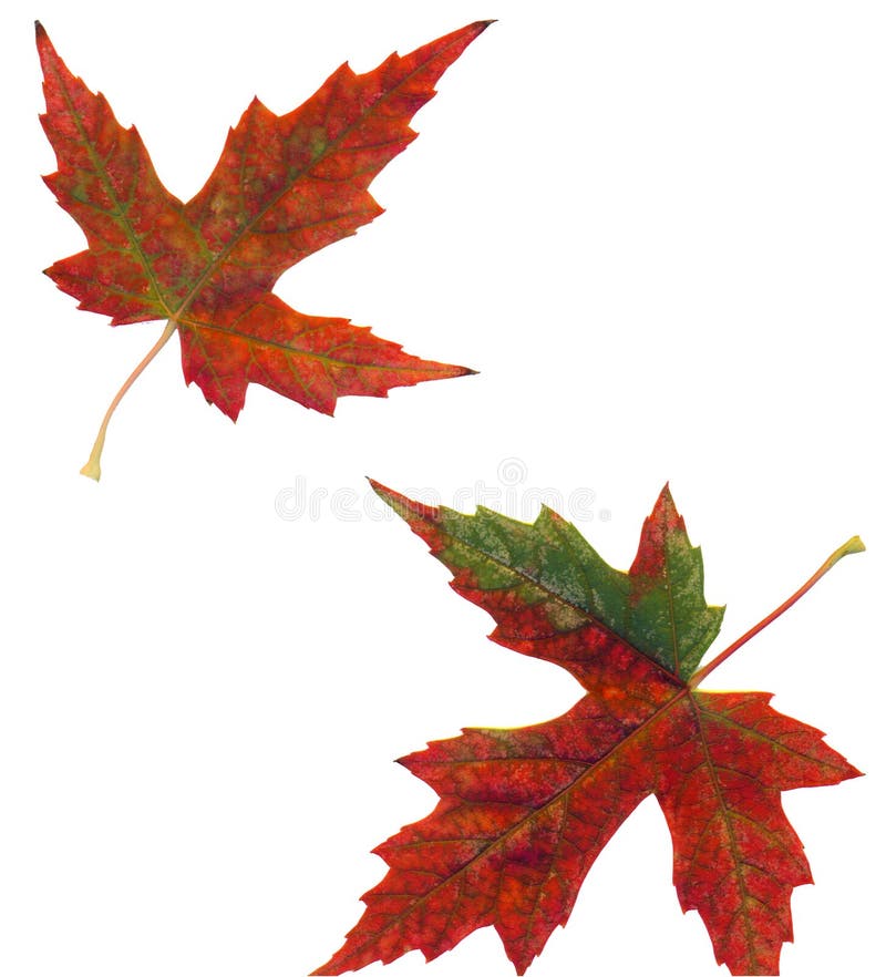 Fall colored maple leaves flattened showing the beautiful natural hues of autumn. Fall colored maple leaves flattened showing the beautiful natural hues of autumn.