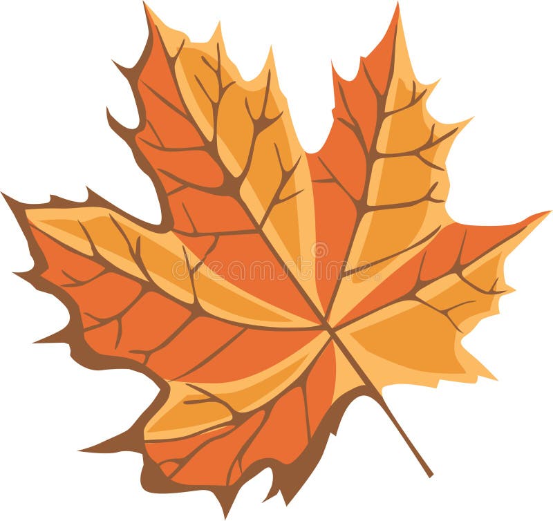 Beautiful autumn maple leaf isolated on white background. Beautiful autumn maple leaf isolated on white background