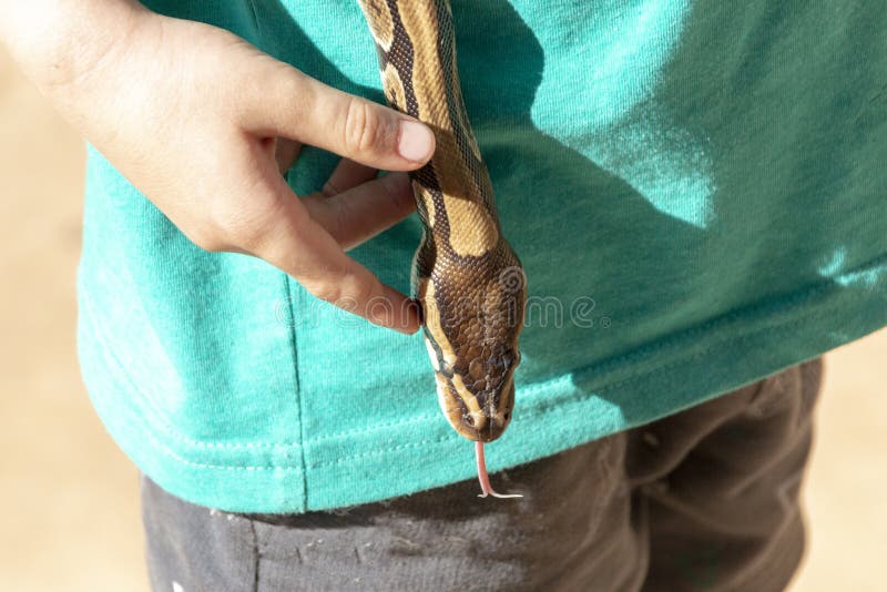 Σφαίρα Python στοκ φωτογραφία Σφαίρα Python στοκ φωτογραφία