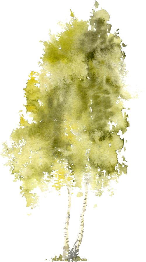 Watercolor drawing of Birch in the summer. Gray, green, yellow colors. Birches have spiritual importance in several religions, both modern and historicalю In an expressive, airy, light manner. Expresses sunny mood, lightness. There is access to the PNG drawing with a transparent background. Watercolor drawing of Birch in the summer. Gray, green, yellow colors. Birches have spiritual importance in several religions, both modern and historicalю In an expressive, airy, light manner. Expresses sunny mood, lightness. There is access to the PNG drawing with a transparent background.