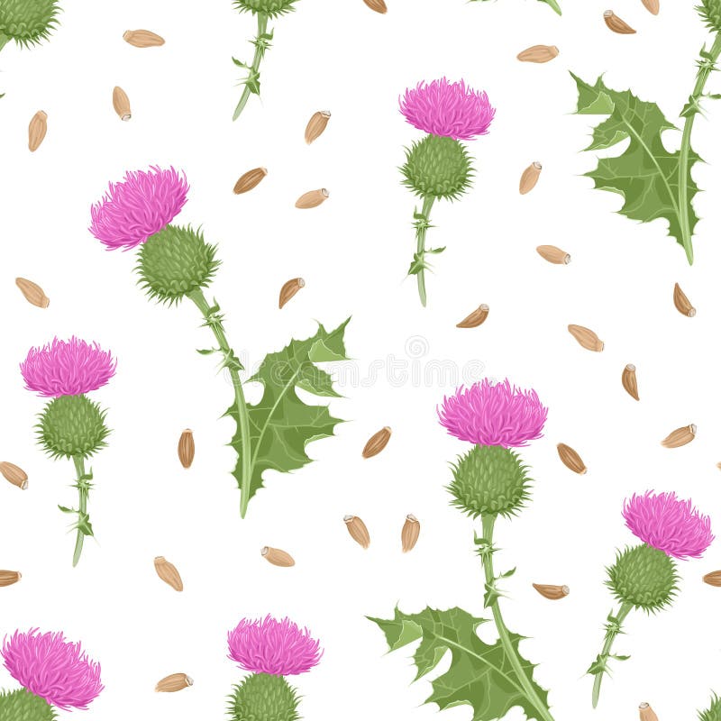 Milk thistle flowering plant and seeds seamless pattern. Botanical background. Vector illustration of medical herb in cartoon flat style. Milk thistle flowering plant and seeds seamless pattern. Botanical background. Vector illustration of medical herb in cartoon flat style.