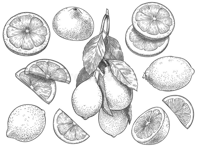 Sketch lemon. Hand drawn sliced lemons, citrus fruit with leaves and half lemon vector illustration set. Lemon citrus half, fresh botanical fruit. Sketch lemon. Hand drawn sliced lemons, citrus fruit with leaves and half lemon vector illustration set. Lemon citrus half, fresh botanical fruit