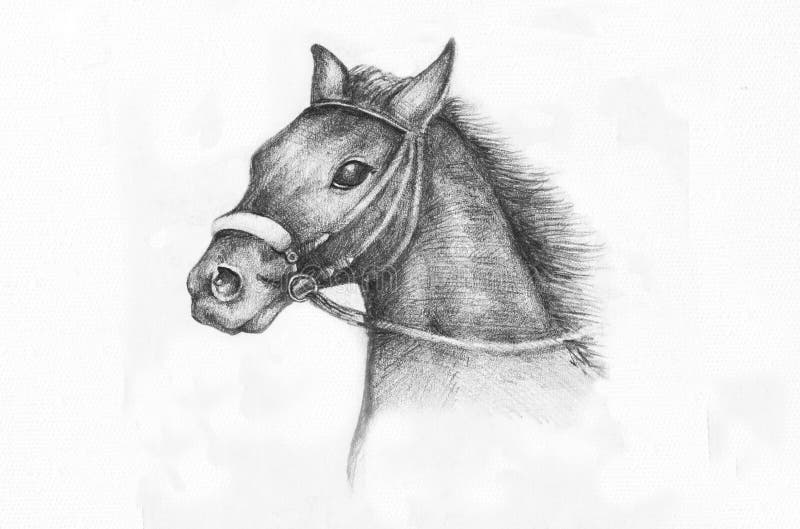 Detail of a horse etude, pencil drawing on white paper artist at age of 15. Detail of a horse etude, pencil drawing on white paper artist at age of 15.