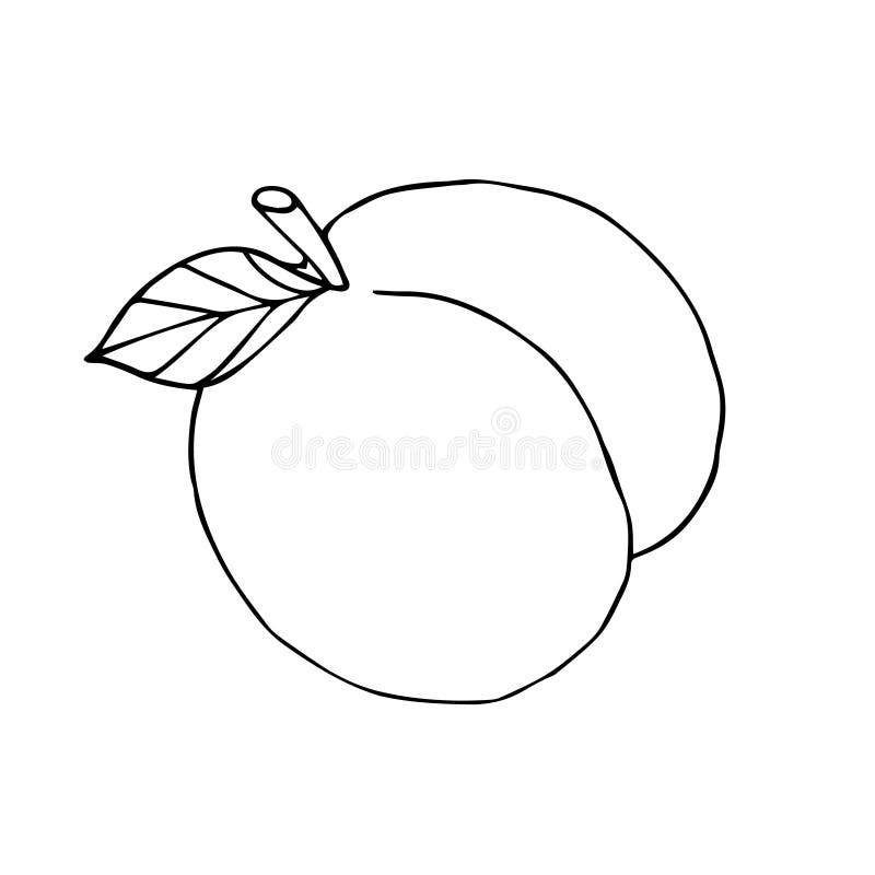 Vector hand drawn sketch doodle outline peach isolated on white background. Vector hand drawn sketch doodle outline peach isolated on white background