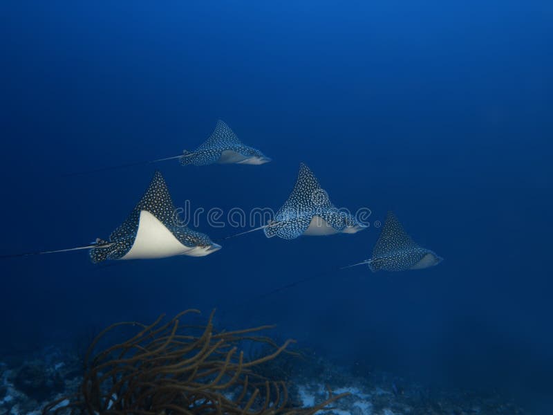 Formation of four spotted eagle rays gliding over soft corals against a deep blue water background on the east coast of Bonaire, Dutch Antilles. Formation of four spotted eagle rays gliding over soft corals against a deep blue water background on the east coast of Bonaire, Dutch Antilles.