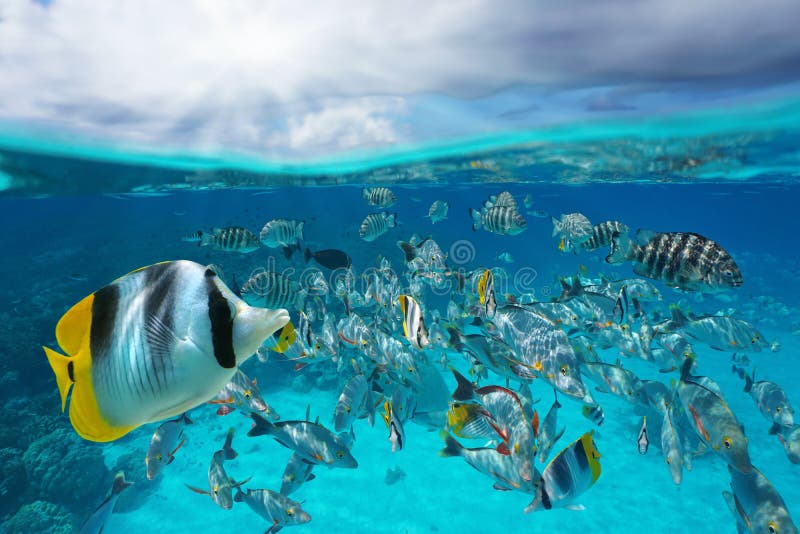 A school of tropical fish underwater and sky with cloud, split view above and below water surface, Rangiroa lagoon, Tuamotu, French Polynesia, south Pacific ocean. A school of tropical fish underwater and sky with cloud, split view above and below water surface, Rangiroa lagoon, Tuamotu, French Polynesia, south Pacific ocean