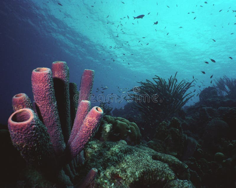 In the waters off bonaire, netherlands antilles, tube sponge thrive on a healthy reef;. In the waters off bonaire, netherlands antilles, tube sponge thrive on a healthy reef;