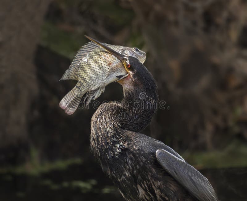 A quick and clever Anhinga catches its next meal, a rock bass, in sub-tropical Lakeland/Polk County, Florida. The locale was the Circle B Bar Preserve. Now comes the hard part: swallowing its prey. A quick and clever Anhinga catches its next meal, a rock bass, in sub-tropical Lakeland/Polk County, Florida. The locale was the Circle B Bar Preserve. Now comes the hard part: swallowing its prey.