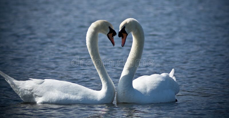 Two Swans come together in a display of affection creating a heart. Two Swans come together in a display of affection creating a heart.