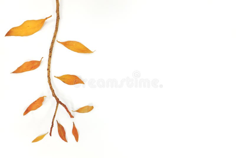 σύνθεση φθινοπωρινών φύλλων. αποξηραμένα φύλλα που πέφτουν σε διακλάδωση δέντρων. στοκ εικόνα