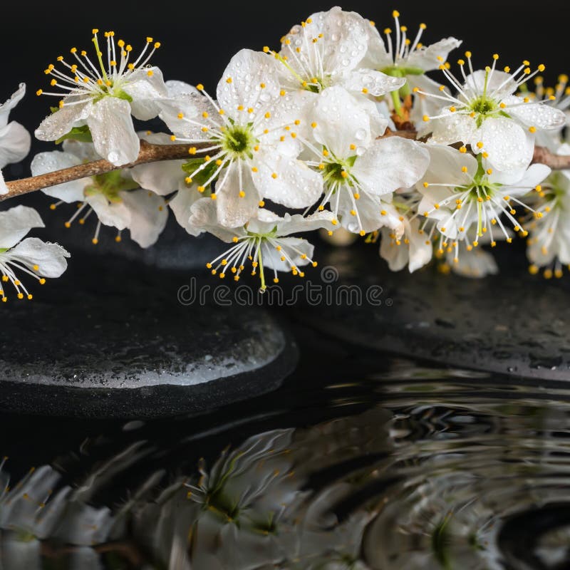 Σύνολο SPA πετρών zen, ανθίζοντας φρέσκος κλαδίσκος του δαμάσκηνου με τον κυματισμό στοκ εικόνες με δικαίωμα ελεύθερης χρήσης