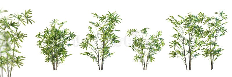 σύνολο lady palm απομονωμένο σε λευκό φόντο με επιλεκτική εστίαση 3d απόδοση. διανυσματική απεικόνιση