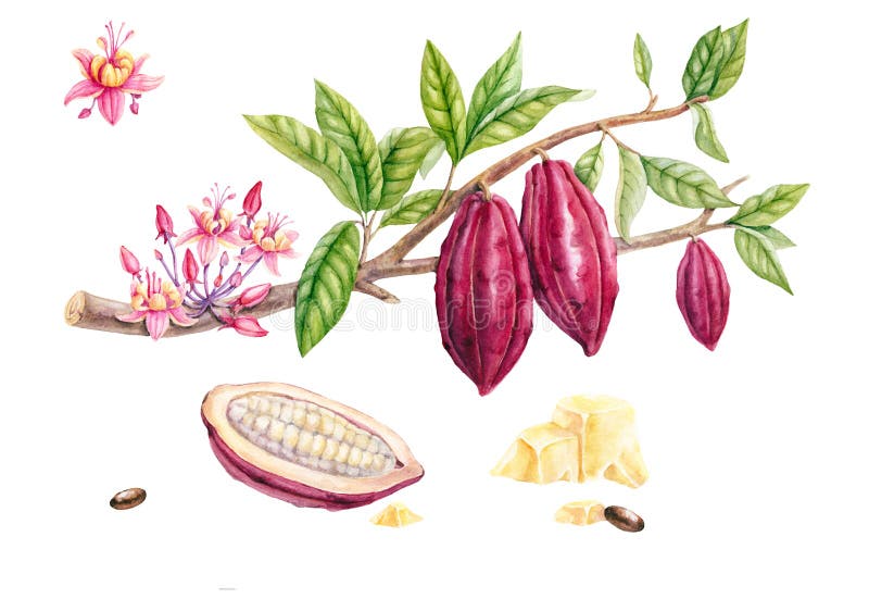 Set of botanical illustration. Watercolor cocoa fruit collection isolated on white background. Hand drawn exotic cacao plants. Botanical cacao bean frame. Set of botanical illustration. Watercolor cocoa fruit collection isolated on white background. Hand drawn exotic cacao plants. Botanical cacao bean frame