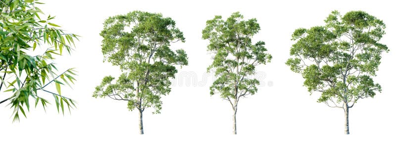 σύνολο δέντρων eucalyptus απομονωμένων σε λευκό φόντο με επιλεκτική εστίαση 3d απόδοση. απεικόνιση αποθεμάτων