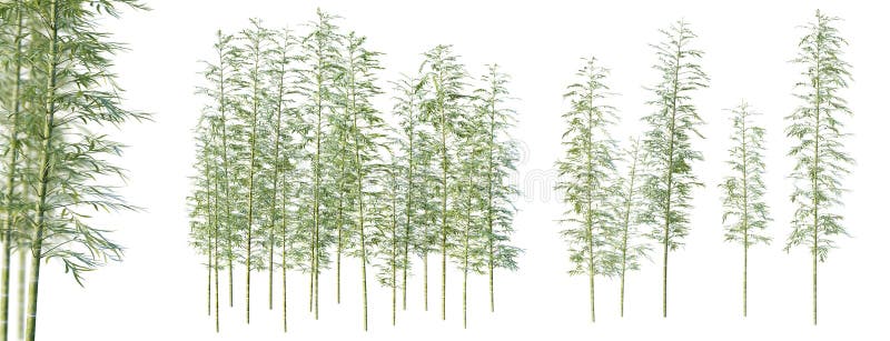 σύνολο δέντρων moso bamboo με επιλεκτική εστίαση απομονωμένη σε λευκό φόντο 3d απόδοση. ελεύθερη απεικόνιση δικαιώματος
