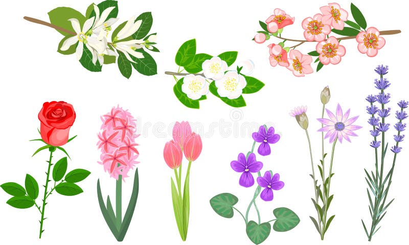 Set of popular garden flowers and branches of beautifully flowering shrubs on a white background. Set of popular garden flowers and branches of beautifully flowering shrubs on a white background