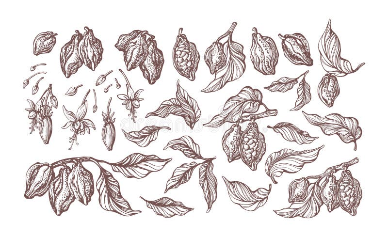 Cocoa hand drawn set. Botanical sketch of bean, fruit, leaf, grain, flower in bloom. Vector retro illustration. Collection of isolate on white background. Tropical flora. Cacao drink, bio chocolate. Cocoa hand drawn set. Botanical sketch of bean, fruit, leaf, grain, flower in bloom. Vector retro illustration. Collection of isolate on white background. Tropical flora. Cacao drink, bio chocolate