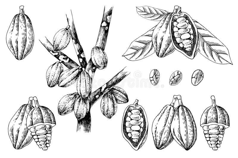 Hand drawn cocoa beans set. Healthy food illustration in retro style. Hand drawn cocoa beans set. Healthy food illustration in retro style