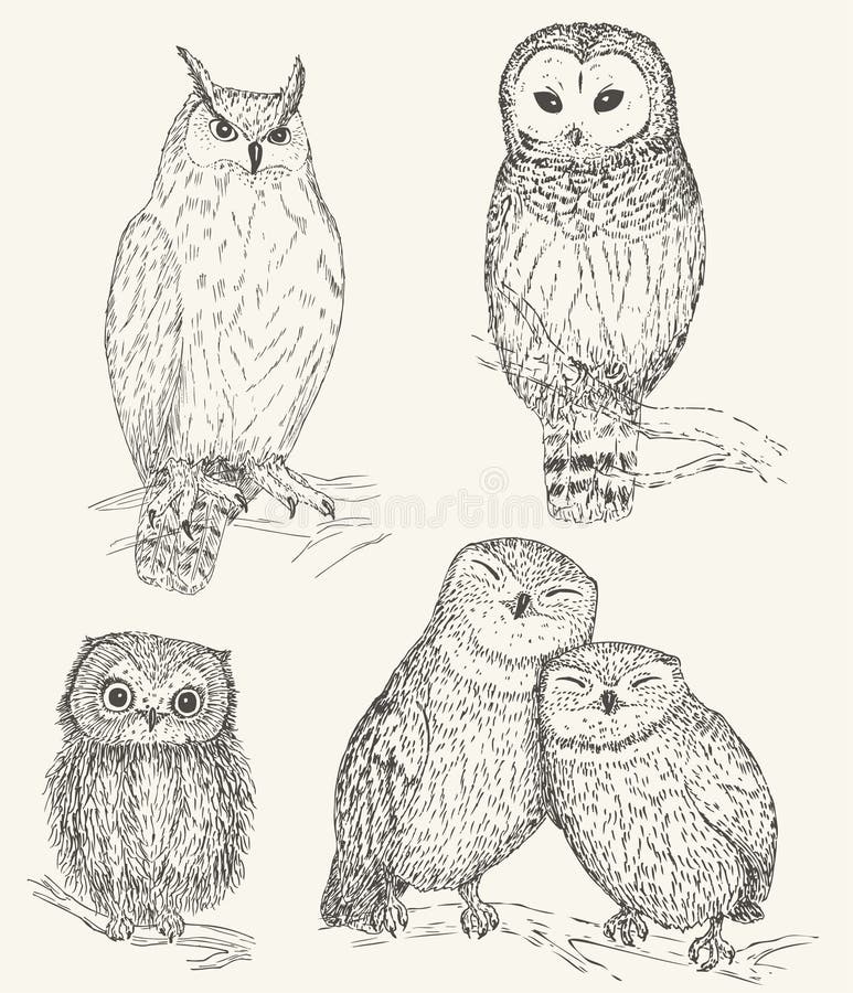 Owl collection. Set of funny bird. Owl collection. Set of funny bird