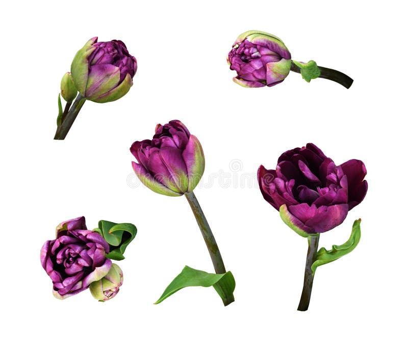 Σύνολο πορφυρών peony λουλουδιών τουλιπών στοκ εικόνες με δικαίωμα ελεύθερης χρήσης Σύνολο πορφυρών peony λουλουδιών τουλιπών στοκ εικόνες με δικαίωμα ελεύθερης χρήσης