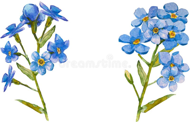 σύνολο χειροποίητων μπλε άνθη forgetmenot σε υδατογράφημα απομονωμένων σε λευκό άνυσμα φόντου υδατοχρώματα 10 διανυσματική απεικόνιση