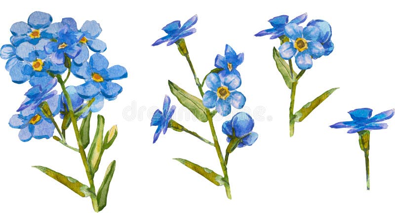 σύνολο χειροποίητων μπλε άνθη forgetmenot σε υδατογράφημα απομονωμένων σε λευκό άνυσμα φόντου υδατοχρώματα 10 ελεύθερη απεικόνιση δικαιώματος