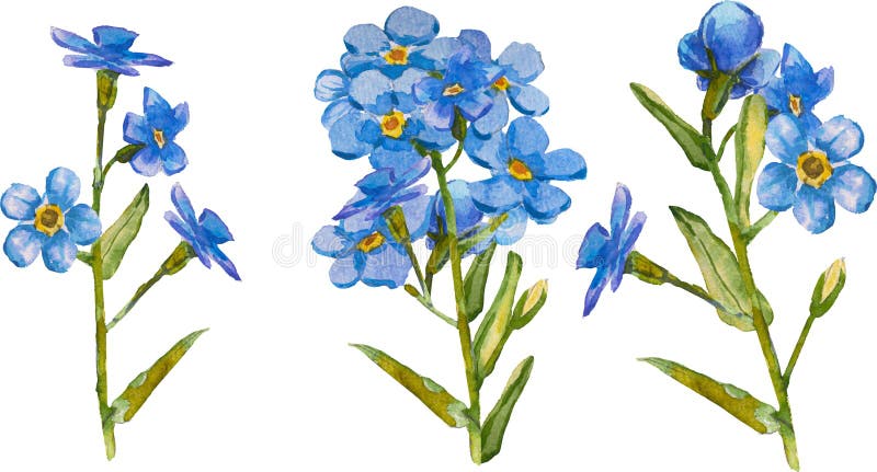 σύνολο χειροποίητων μπλε άνθη forgetmenot σε υδατογράφημα απομονωμένων σε λευκό άνυσμα φόντου υδατοχρώματα 10 ελεύθερη απεικόνιση δικαιώματος